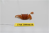 藏品(方形大額蟹)的圖片